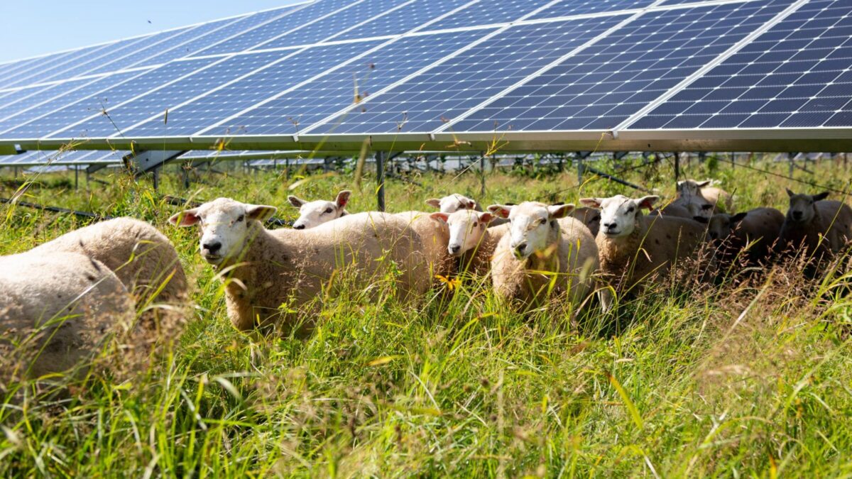 A flock of sheep grazing under solar panels.